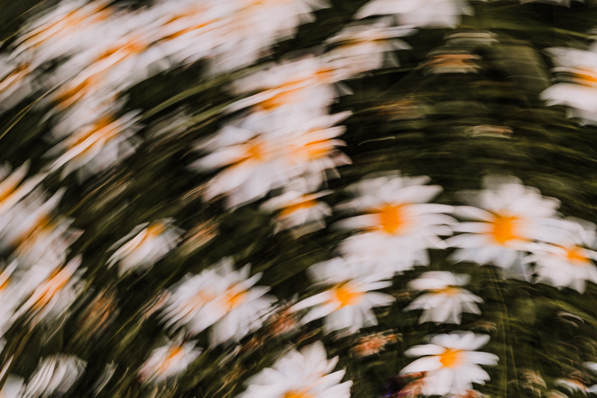 Fine Art Print | Frühlingsschrei XI