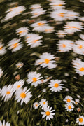 Fine Art Print | Frühlingsschrei IX